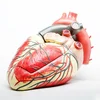 GelsonLab HSBM-213 Large Human Heart Model | 3x Life-Size | 3-Part Numbered Heart Shows 34 Anatomical Internal Structures | Held