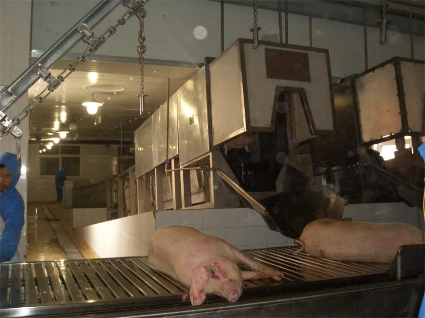 Automatic three-point electric stun machine for pigs in slaughterhouse