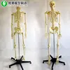 170CM tall adult male clear cartilage inflexible spine skeleton w/removable stnd