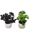 Miniature texture to clay pot earthy natural home garden table centerpieces bush basil leaves vase flower artificial flower pot