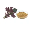 Wholesale priceperilla extract powder/Rosmarinic Acid 10:1