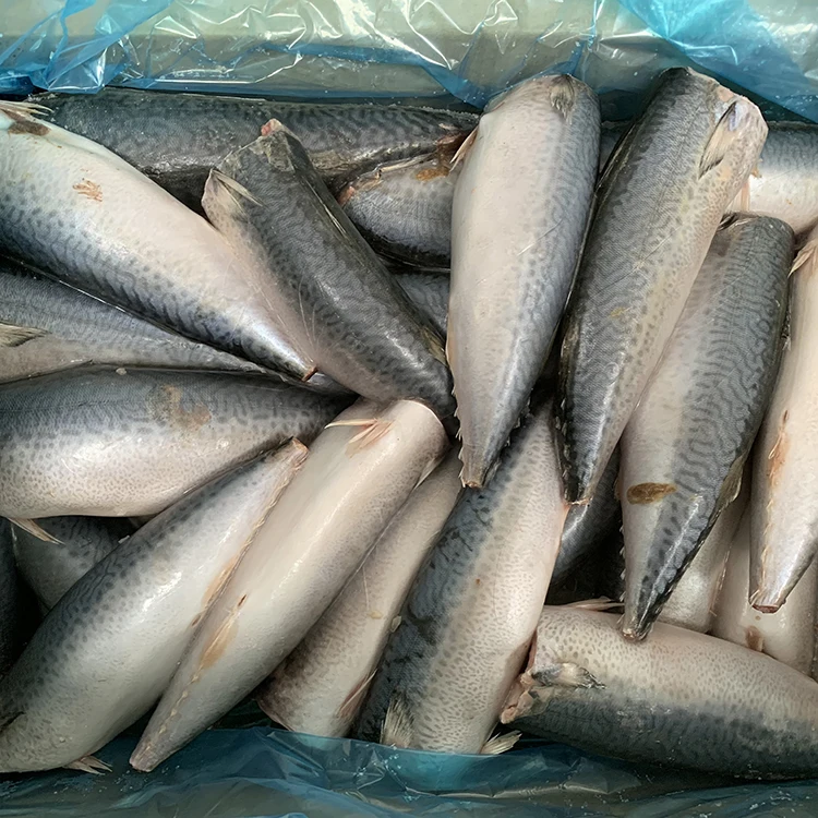 
frozen chub mackerel HGT mackerel price frozen mackerel fish for sale 