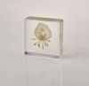Acrylic Crystal Block Transparent Acrylic Specimen Box Acrylic Insect Animal Specimens