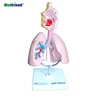 Factory Price Anatomical Human Respiratory System Demonstration Model
