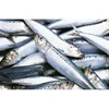 taizhou frozen foods jiaojiang sea fish frozen sardine seafood importers