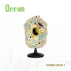 Biological plastic animal cell model,model of plant cell