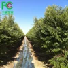 15 micron Reflective Mylar Film Foil Roll, Garden fruit tree cherries ground Covering silver Foil Sheets, Mylar Pe Film 1.6*500m