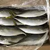 high quality yellow tail scad BQF frozen yellowtail