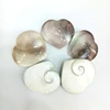 natural conch shell heart shape conch fossil pendant reiki wedding gift decoration