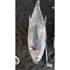 High Quality Whole Fresh Yellow Fin Tuna Fish From China