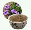 S246 Zihua Dingdi high germination rate purple color flower Chinese violet Seed for Planting