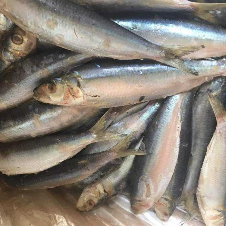 Beku Ikan Sarden Nama Ilmiah Untuk Umpan Dan Pasar Dalam 7 8 Pcs Kg Buy Beku Sarden Untuk Umpan Ikan Sarden Nama Ilmiah Sarden Product On Alibaba Com