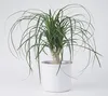 Landscape trees Beaucarnea recurvata