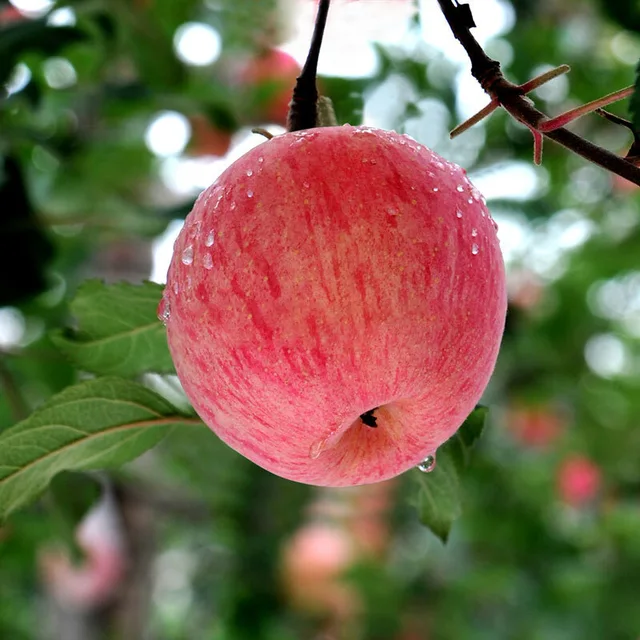 Golden Apple - Китай Fresh Apple, Golden Apple