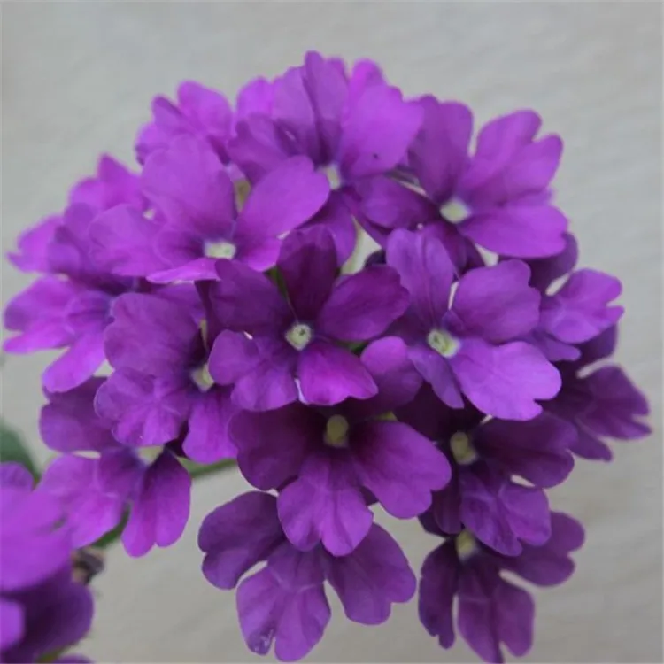 植栽のための風景の花バーベナハイブリッド種子の異なる色 Buy バーベナペチュニアの種 風景花バーベナペチュニアの種 別の色の風景花バーベナ ペチュニアの種 Product On Alibaba Com