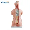 High quality human body promotion foundational Troso anatomy model