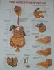 Wall chart of anatomy of human organs,Wall charts of human anatomy for teaching,Spinal Nerves Anatomical Chart