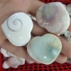 Wholesale Natural Fossil Shell Crystal Hearts For Love Gift Decoration