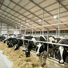 Low cost Customized design pre built cow sheds prefabricated structure