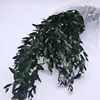 Preserved Decoration Leaves Home Wall Decoration Preserved Plants Forever Eucalyptus Leaves