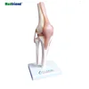 Factory Price Life Size Kne Joint Model with Ligaments