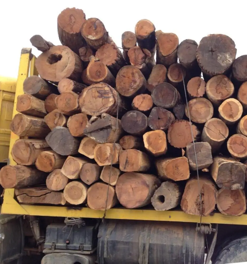 T me logs seller бразилия. Квадратное бревно. Азобе дерево. Timber Raw materials. Тали дерево.