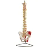 GelsonLab HSBM-105 Vertebral Column with Pelvis and Painted Muscles model