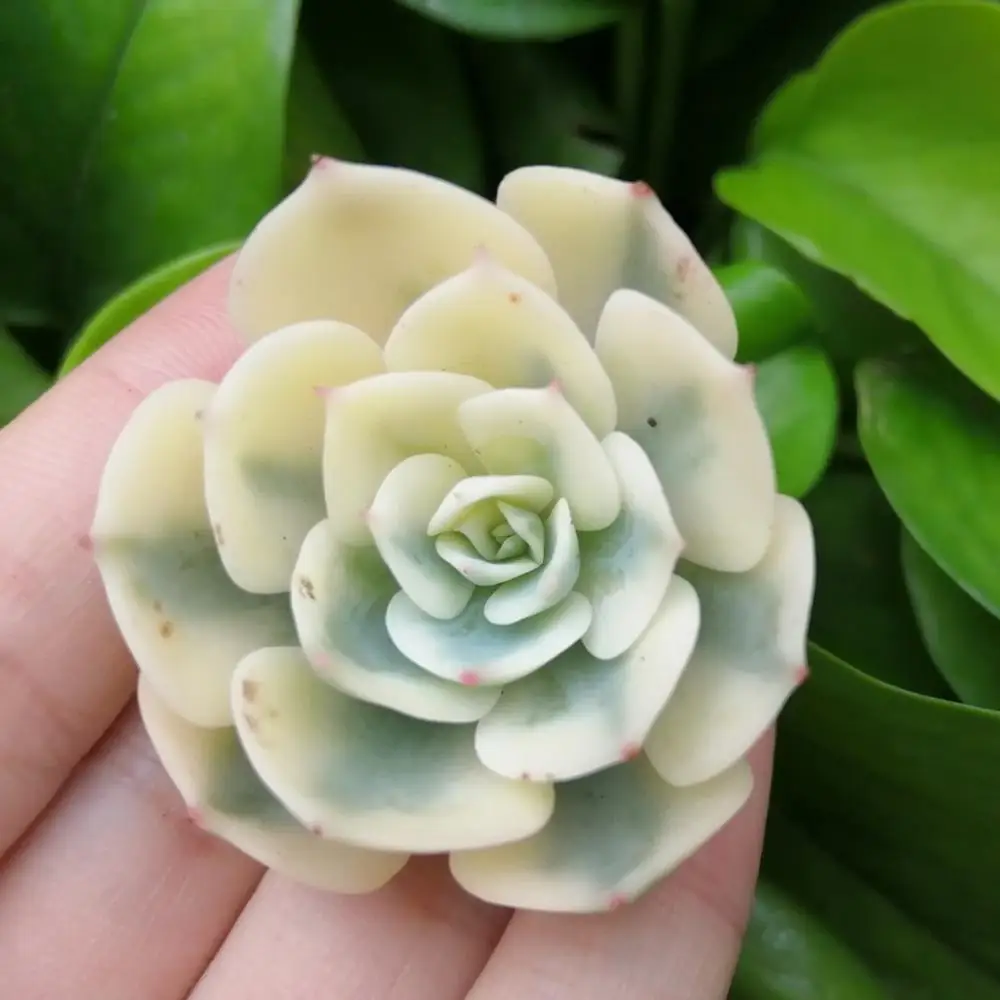 
Natural plant Echeveria lenore Dean indoor succulent 