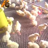Factory !!!! Here!!!!!! KangChen Plastic net used widely in duck / livestock breeding industry