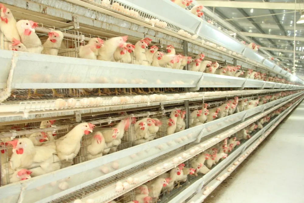 Chicken breeding machine /chicken poultry breeding houses 