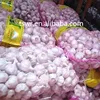 /product-detail/2019-new-season-china-fresh-garlic-60674167980.html