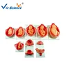 LIfe - Size Plastic Development Process Fetus Models Anatomical model