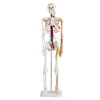 85cm Full body human skeleton model,Human skeleton with heart and blood vessel model, Human skeleton model of PVC