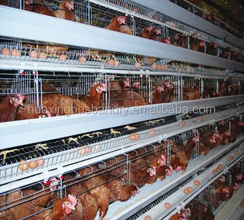 Automatic Poultry Equipment,Chicken Broiler Cage,Chicken Cage - Buy ...