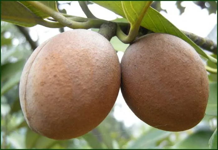 gmp factory nutmeg oil plant extract,nutmeg essential oil