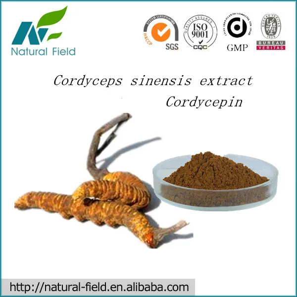 Natural Cordyceps Sinensis Extract Powder With Best Price - Buy Natural ...