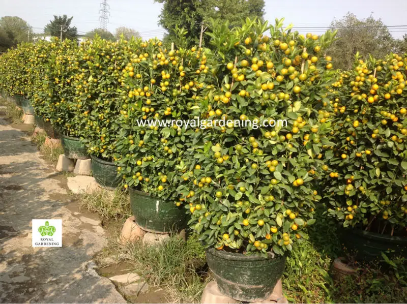 Citrus Mitis Citrofortunella Microcarpa Orange Tree Nursery Citrus Mitis Citrofortunella