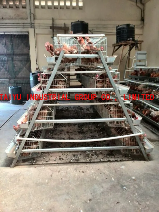 Design Layer Chicken Cages For Kenya Poultry Farm ( Enclosed Kenyan