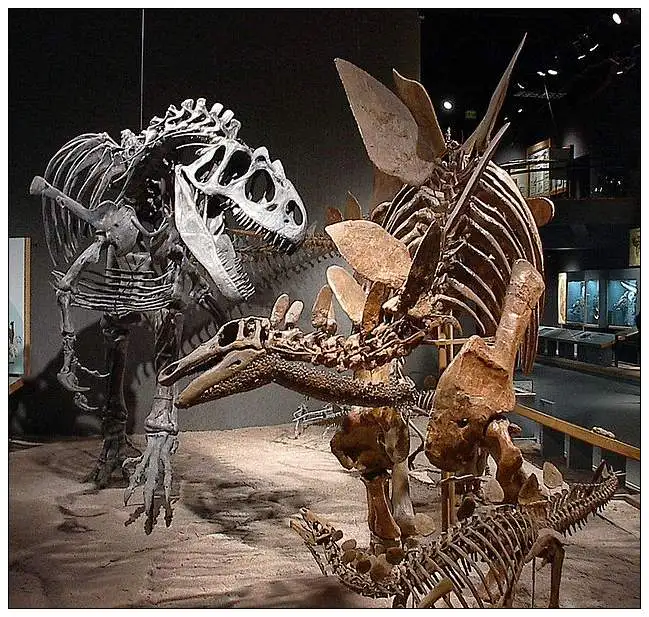 dinosaur skeleton fossil