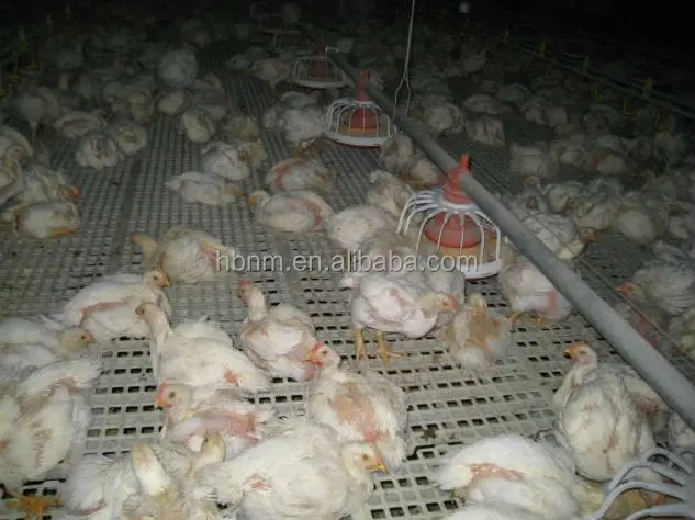 Chicken House Plastic Raised Floor System Buy Plastic Raised Floor Systempoultry House Flooring Systeminteractive Plastic Floor System Product On