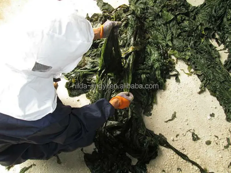 Сушеные Водоросли Ламинария Купить В Аптеке