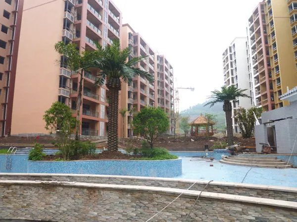 Date Palm Tree Canary Seeds (5)