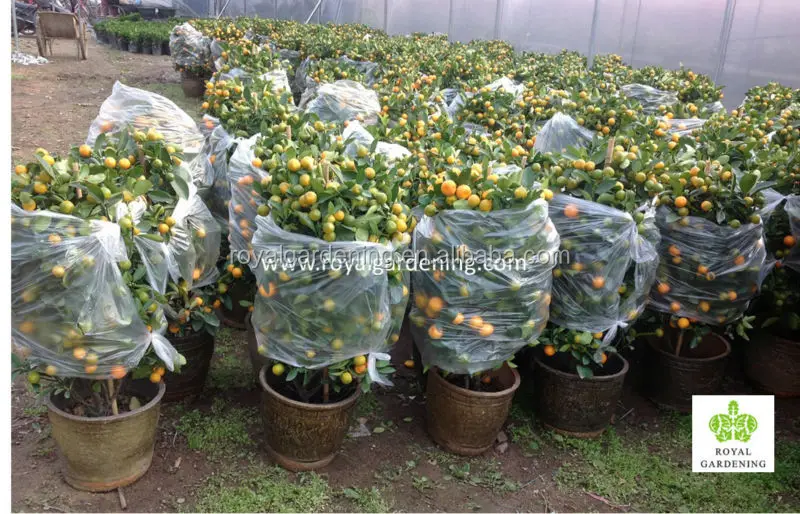 10 inch pot Citrus 01.jpg