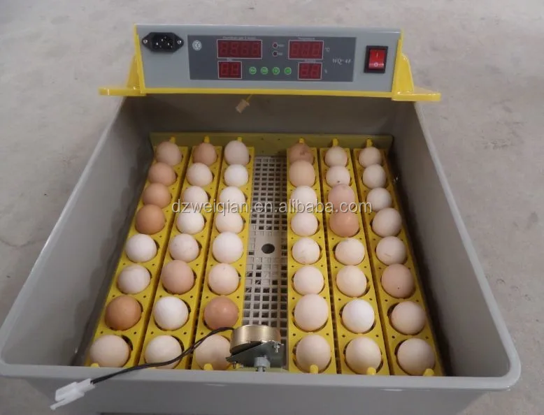 48 Eggs Hatching Peacock Eggs Incubator In United Kingdom - Buy ...