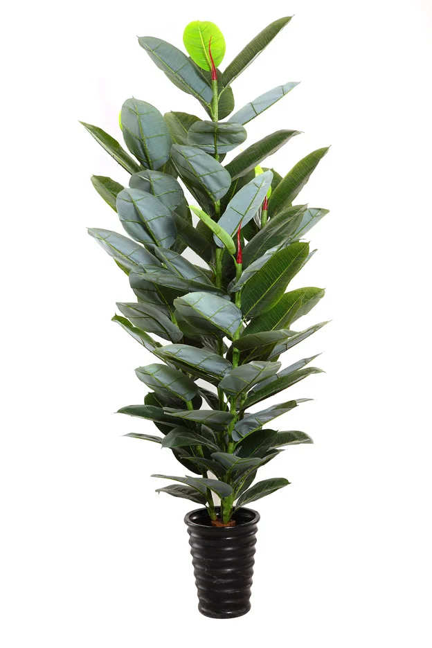 Indian Rubber Plant Tree Ficus Elastica Balata India Indian Rubber Plant Tree Ficus Elastica Balata India Fig