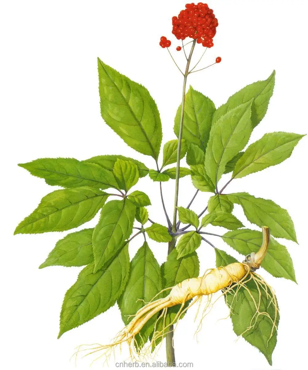 Panax Ginseng гербарий