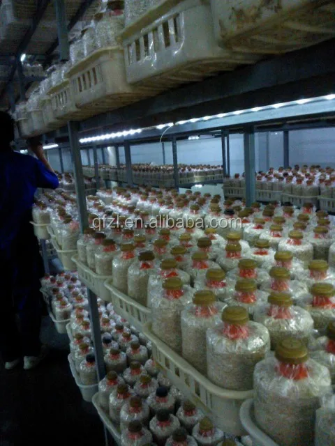 Air cooler for mushroom grow room cooling system, View Air cooler for