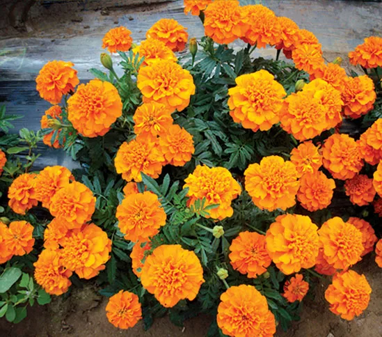 Hot Product Tagetes Patula Seeds French Marigold Seeds For Cultivating 