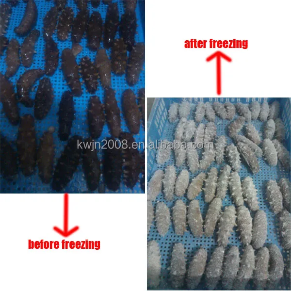 Cryogenic freezer, iqf freezer, blast freezer, 300kg/h