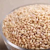 White Soft and Hard Wheat Grains for Sale